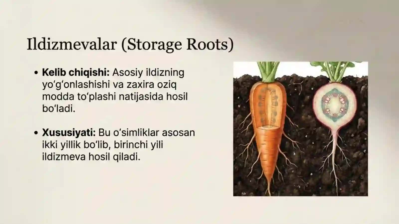 Shakli o'zgargan ildizlar 3