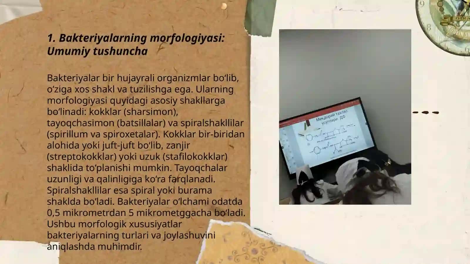 Bakteriyalarning morfologiyasi 3