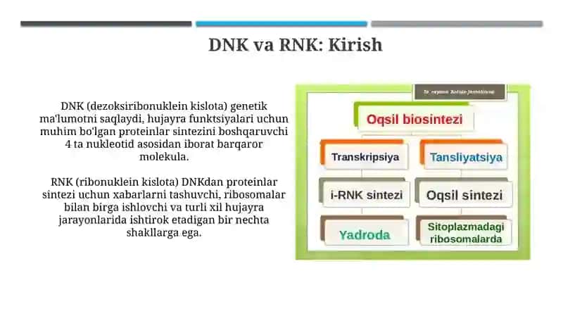 Oqsil biosintezida DNK va RNKni roli 3