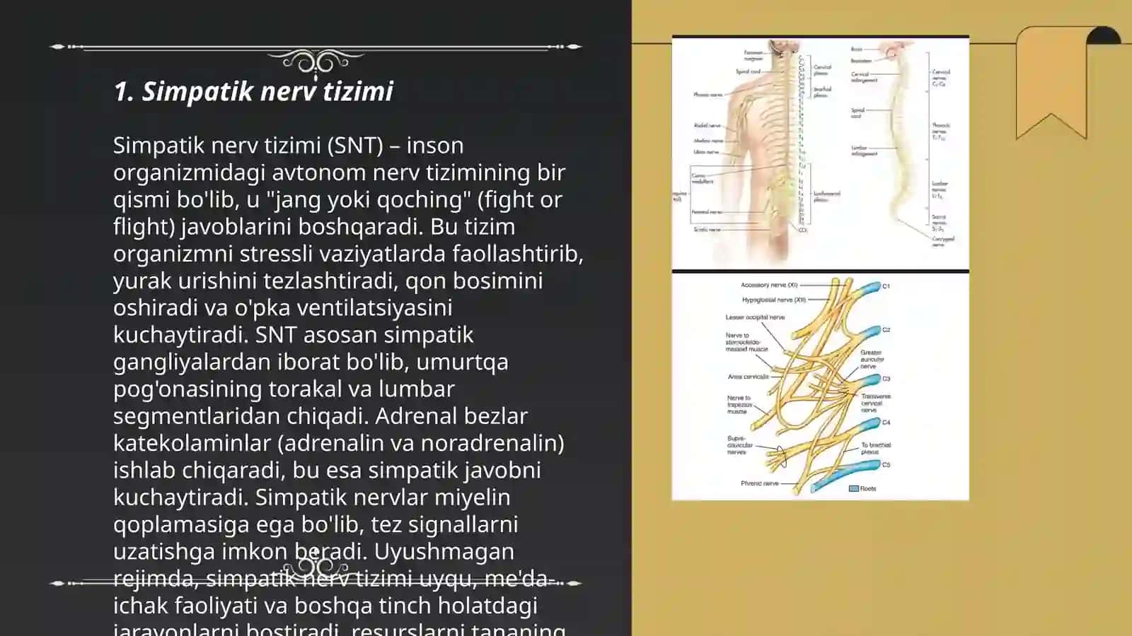 Simpatrik parasimpatik nerv sistemasi 3