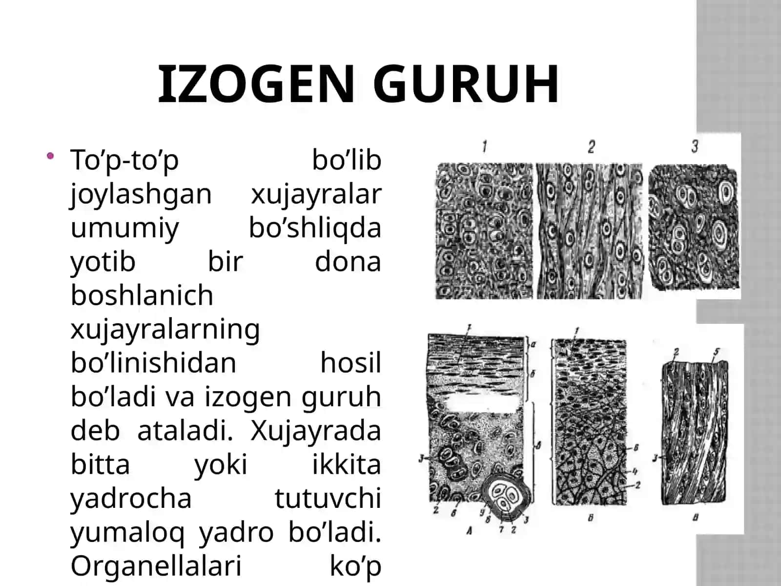 Tog’ay to’qimasi haqida 3