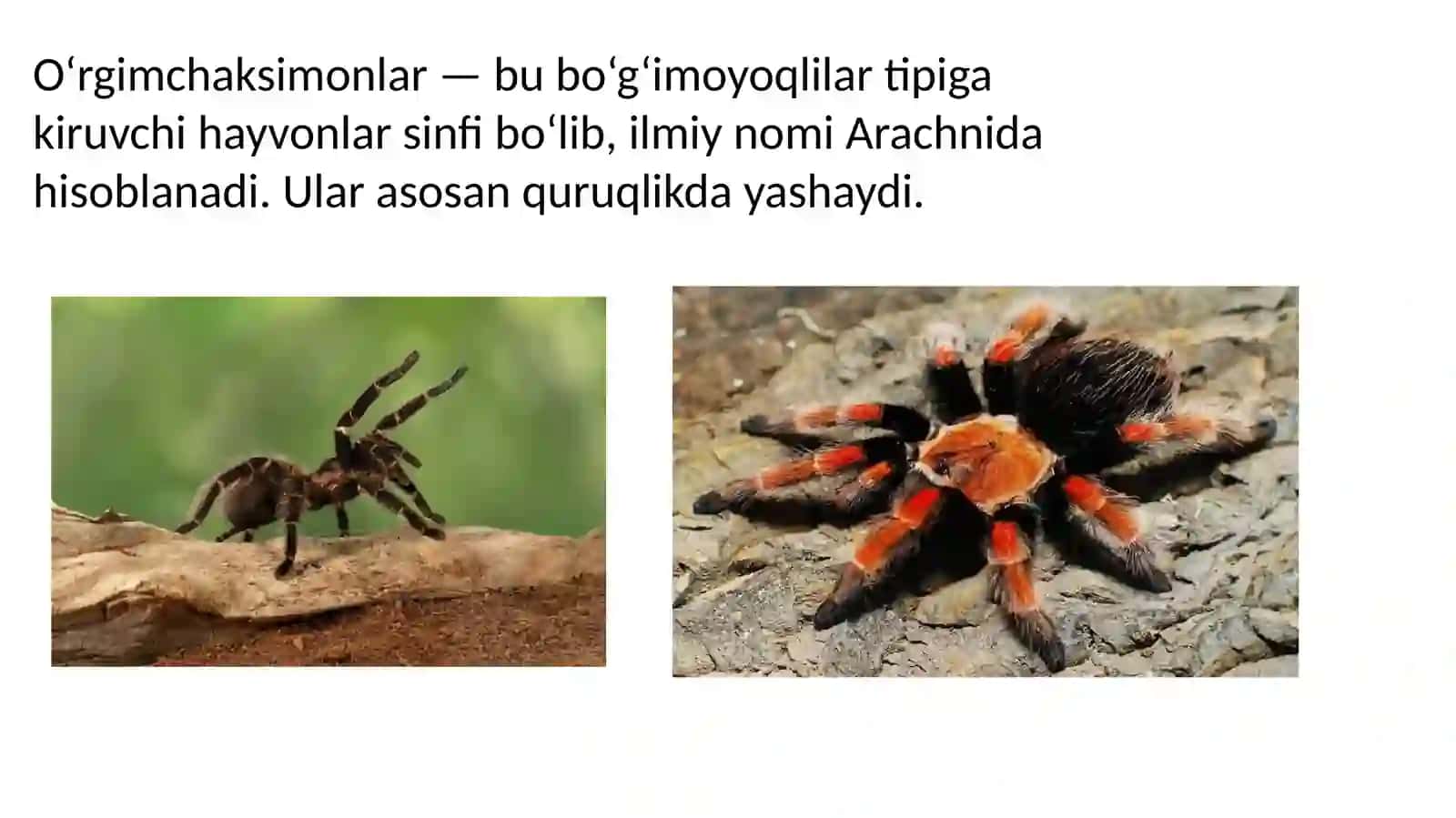 Tibbiy araxnoentomologiya 3