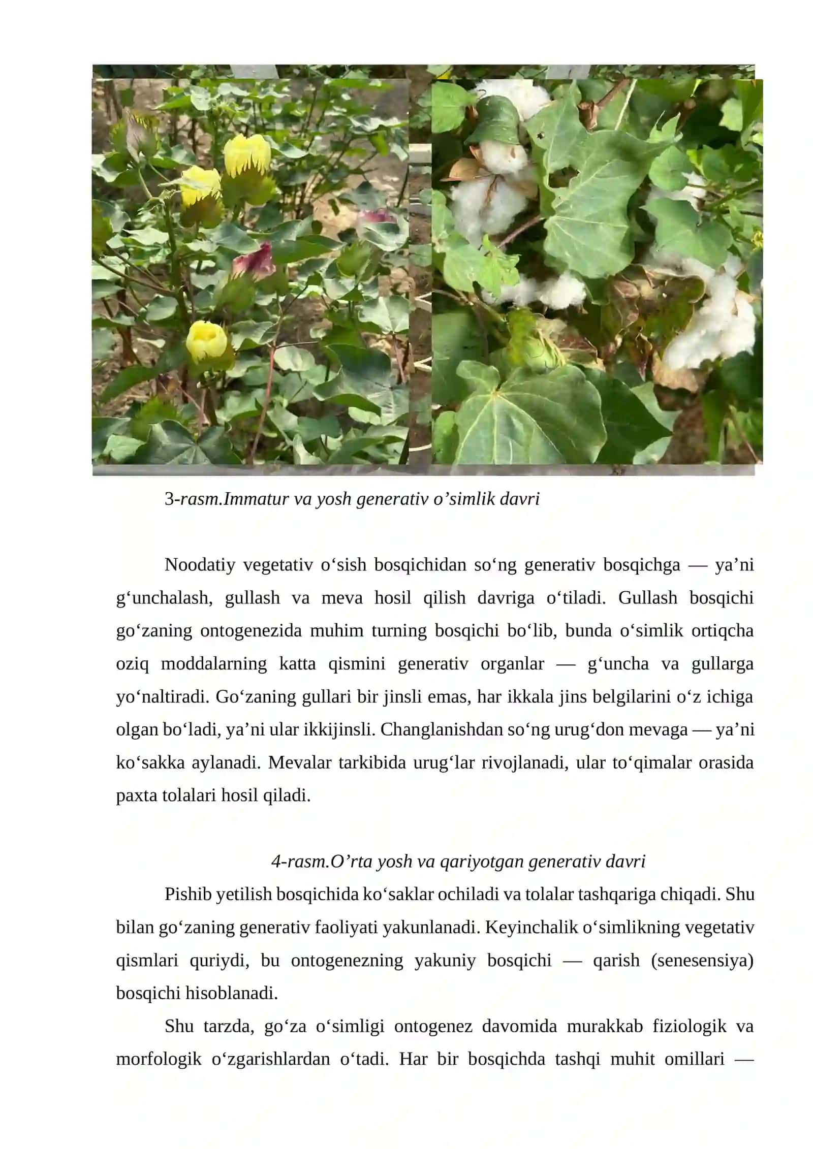 G’o’za o’simligining ontogenezi va uning bosqichlari 3
