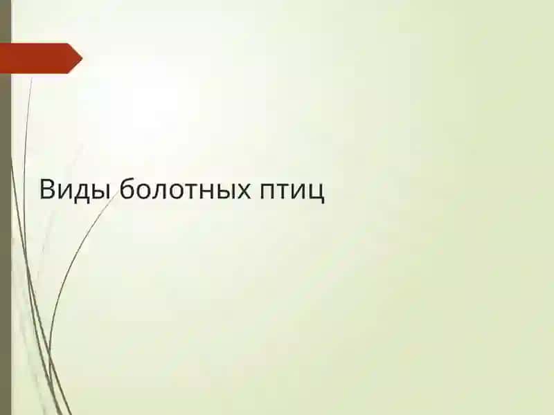 ВОДНО-БОЛОТНЫЕ ПТИЦЫ 3