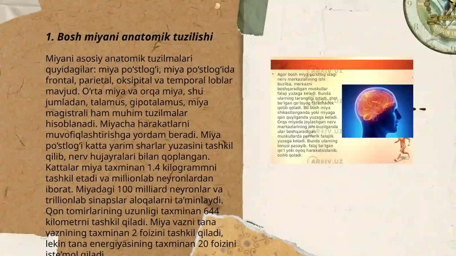 Bosh miya va uning tuzilishi 3