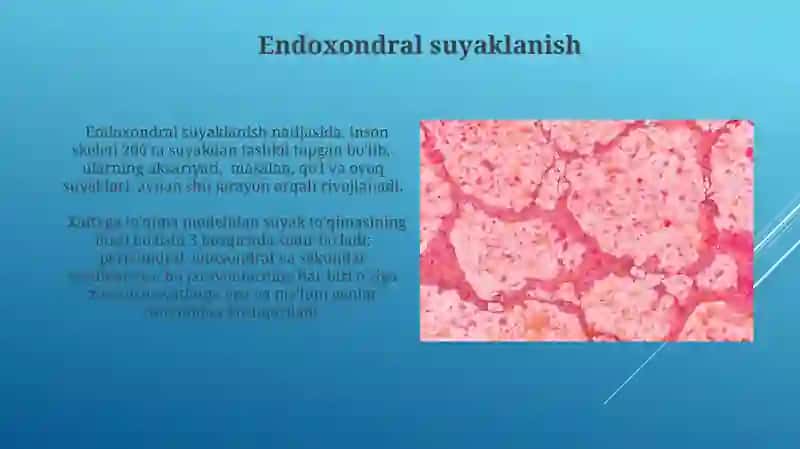 Suyak to'qimasi.Suyaklanish turlari 3