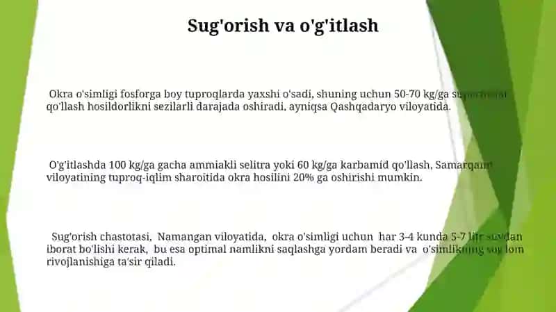 Okra yetishtirish 3