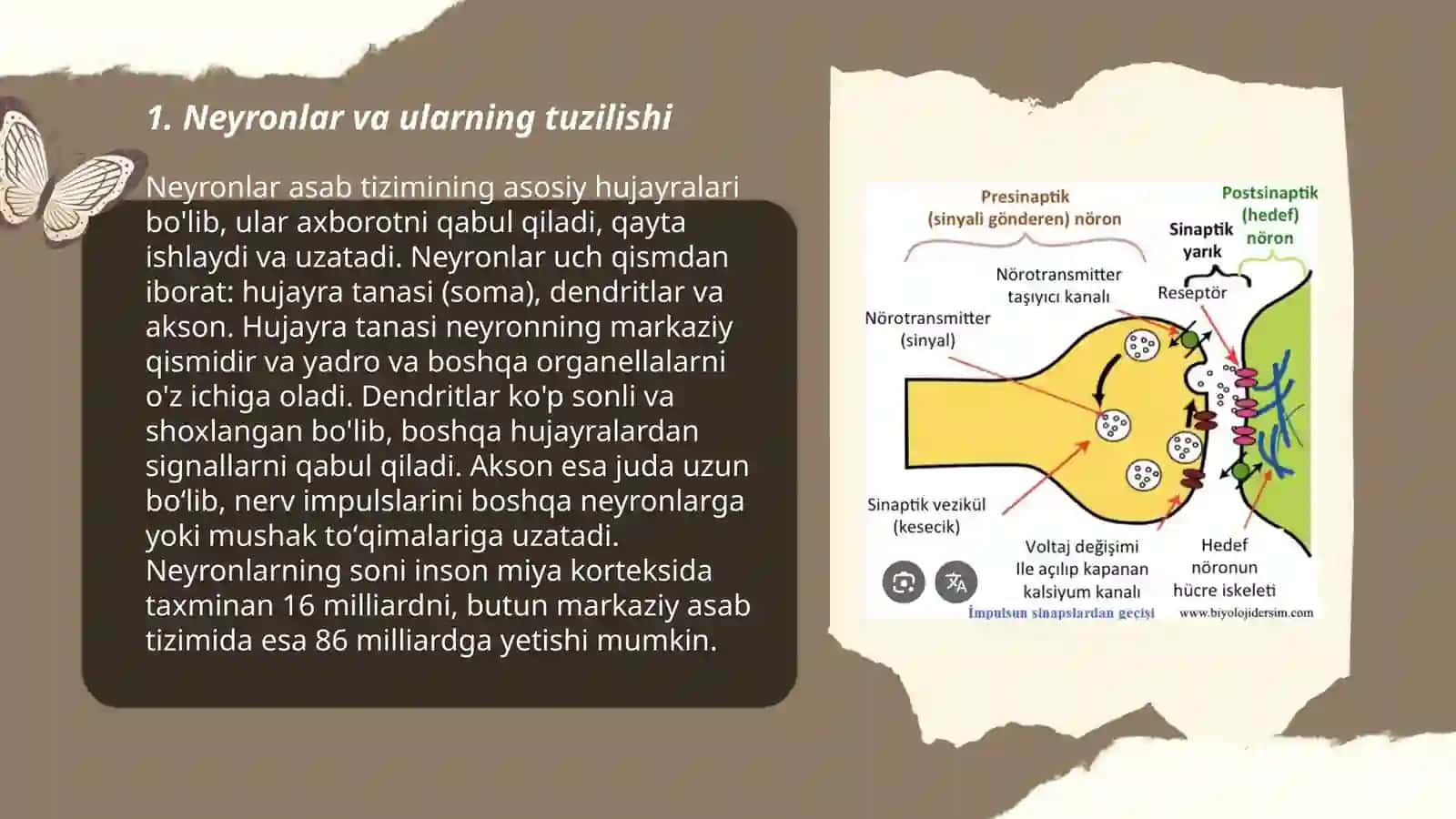 Sinaps va sinaptik jarayonlar 3