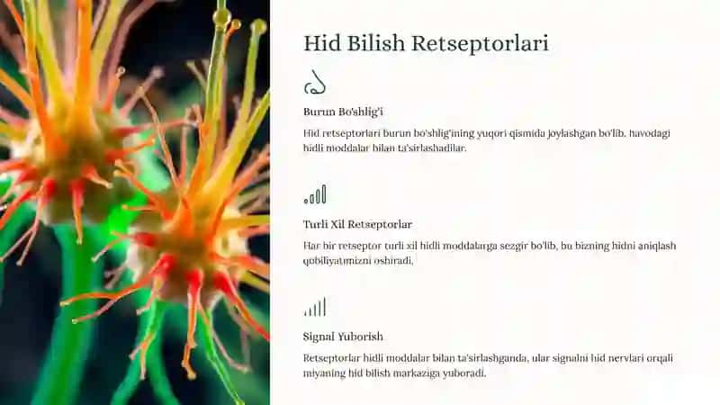 Hid Bilish Organining Tuzilishi 3