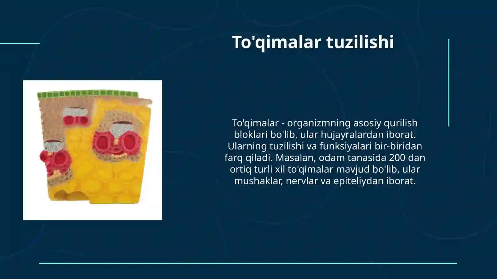 To'qimalar TUZILISHI VA TURLARI 3