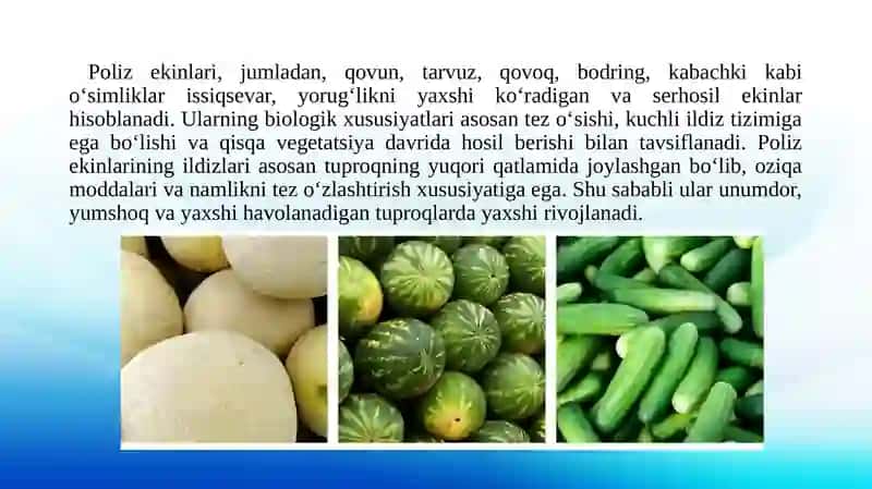 Poliz ekinlarini yetishtirishning biologik xususiyatlari 3