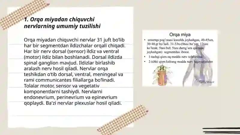 Orqa miyadan chiquvchi nervlar 3
