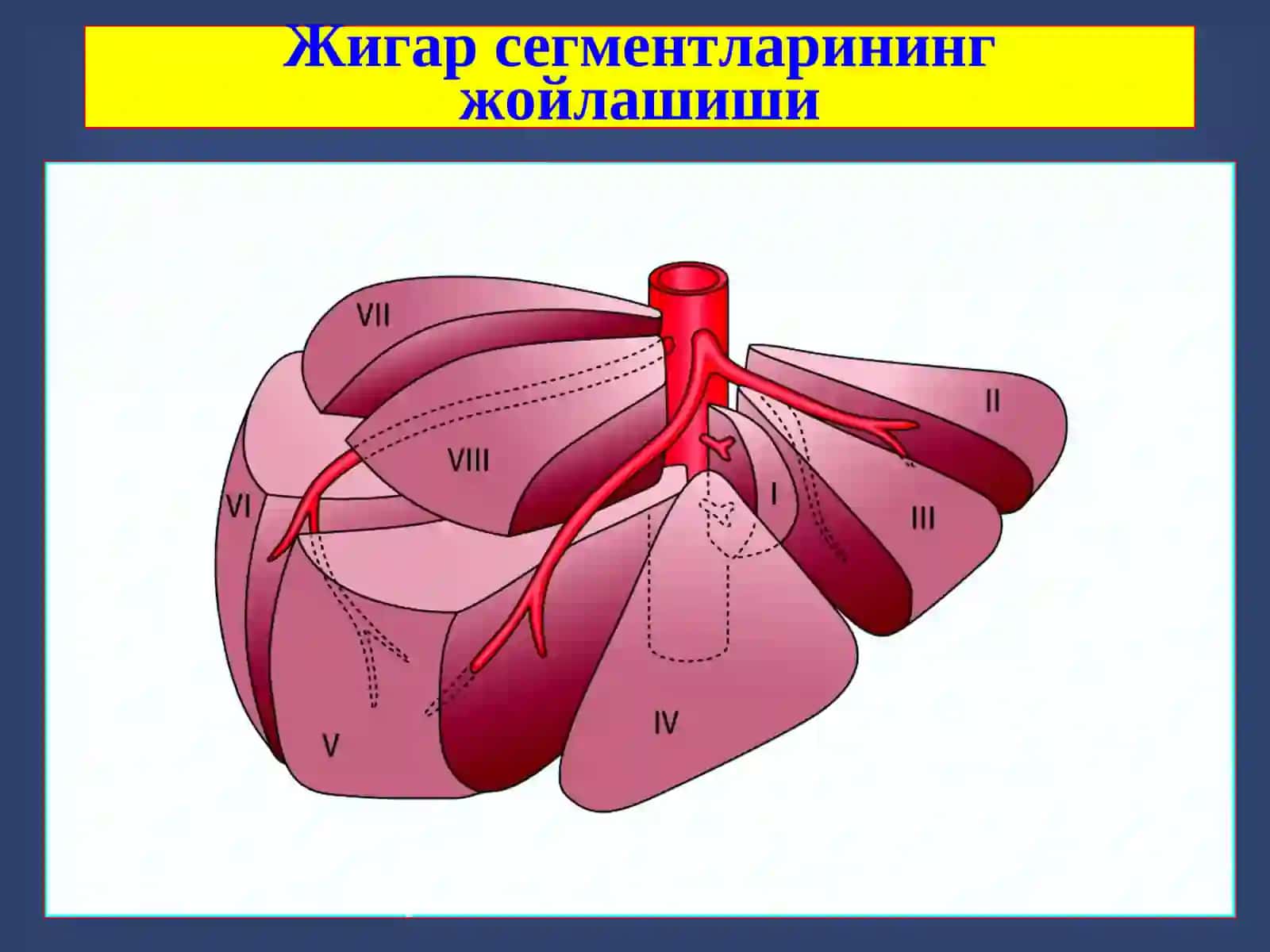 Жигар хирургик касалликлари 3