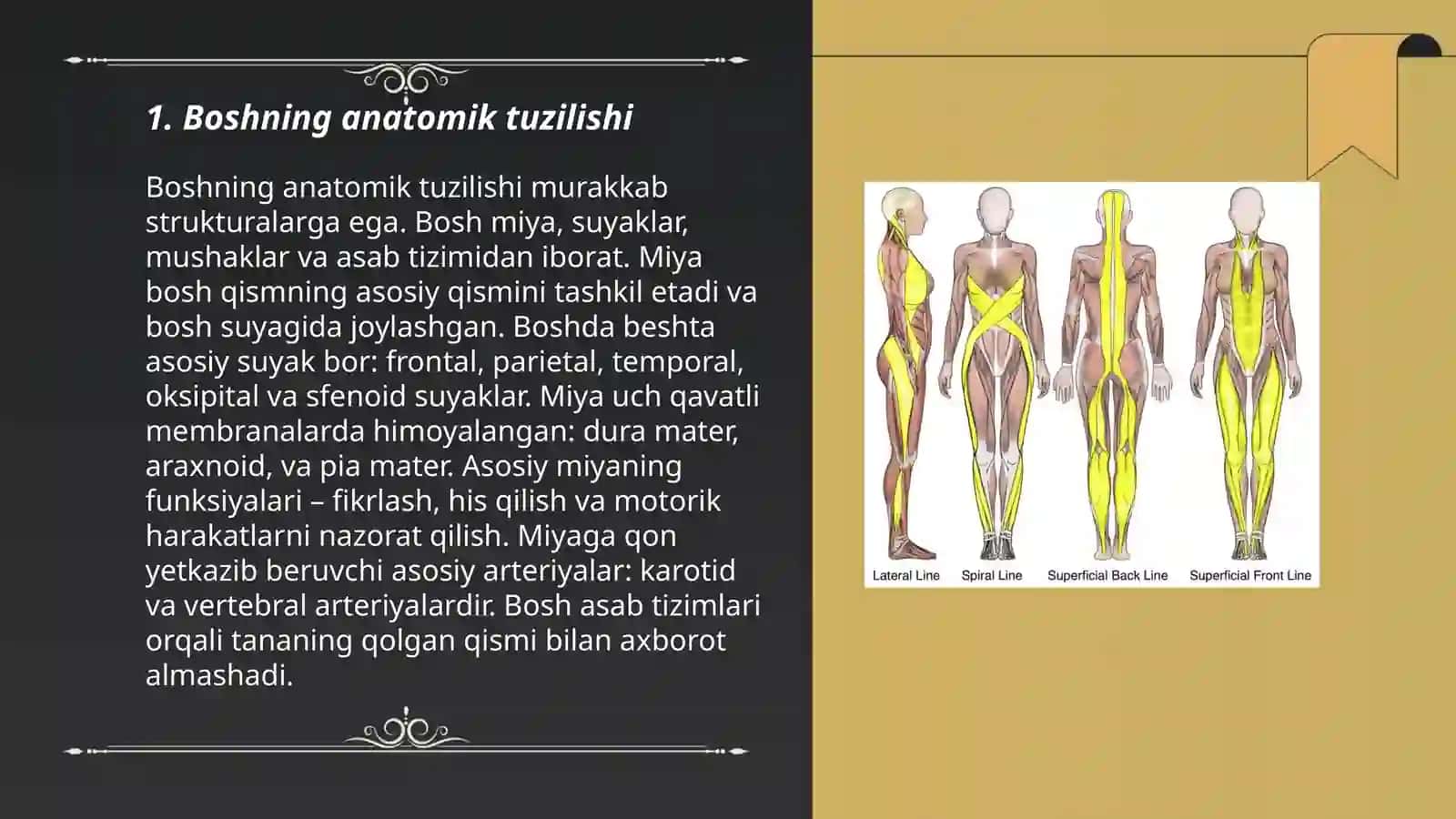 Tana qismlari boʻyicha koʻzdan kechirish 3