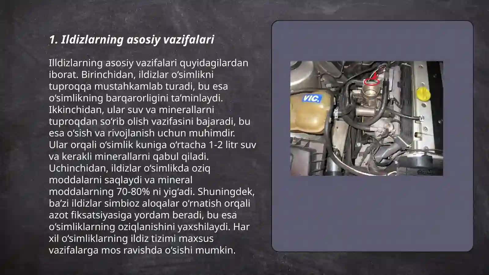 Ildiz, poya, barg metamorfozi 3