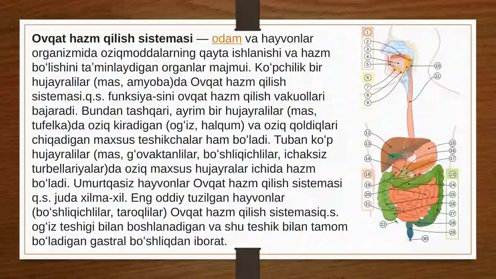 Ovqat hazim qilish tizimi 3