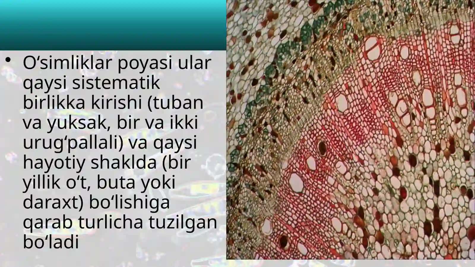 6-sinf Botanika Poyaning ichki tuzilishi 3