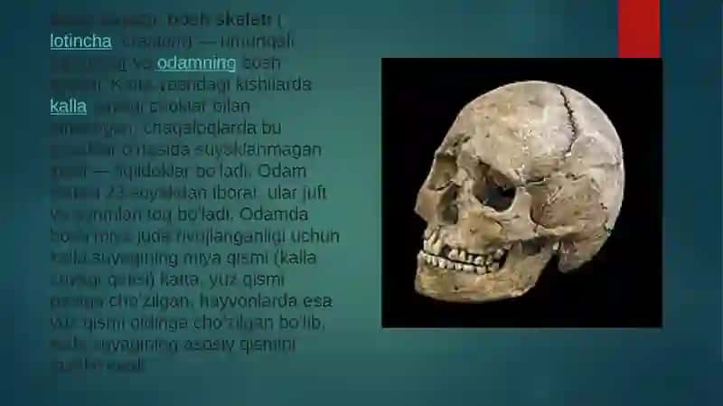 KALLA SUYAGINING YUZ QISMI SUYAKLARI 3