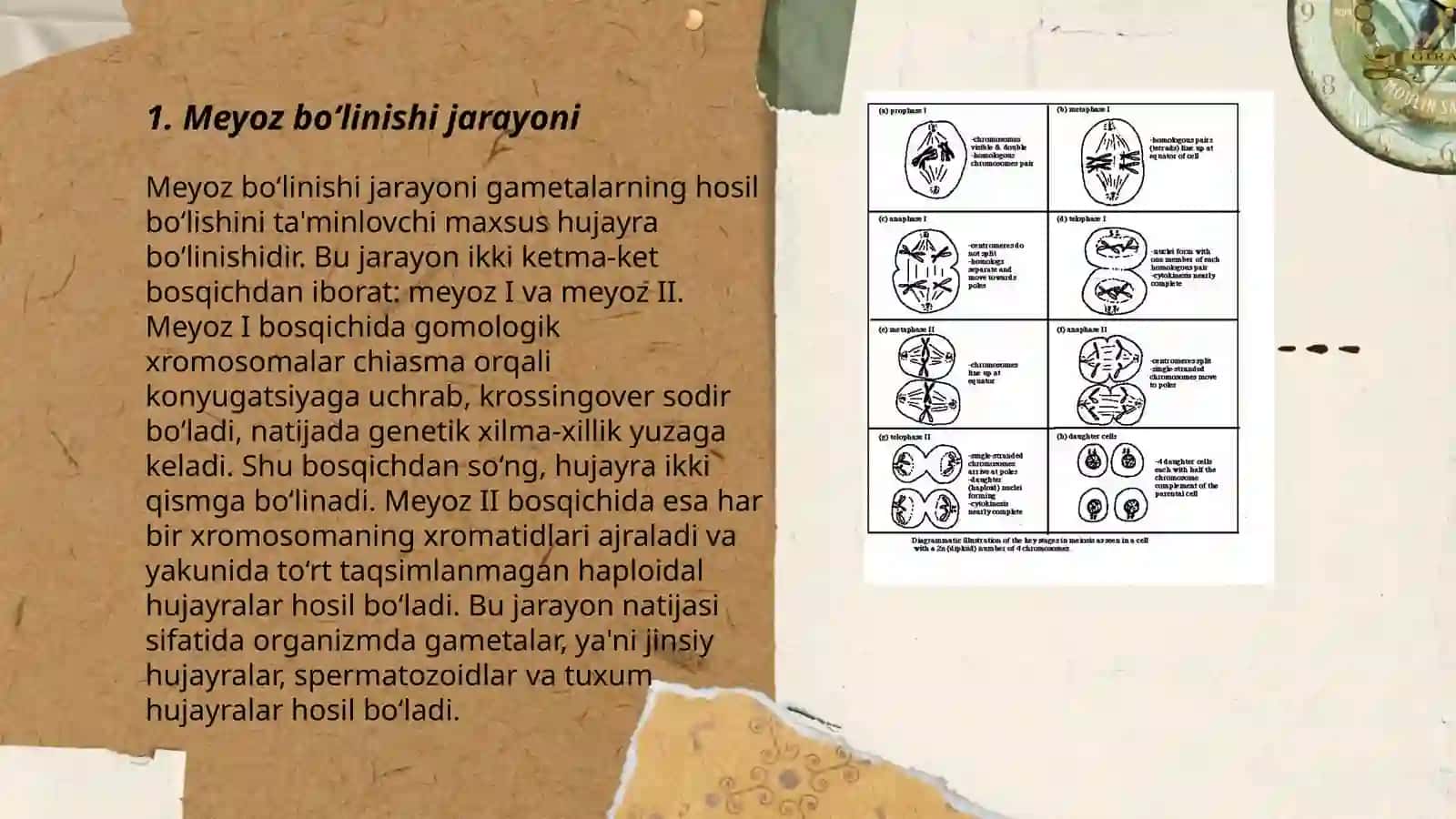 Meyoz bo‘linishi jarayoni 3