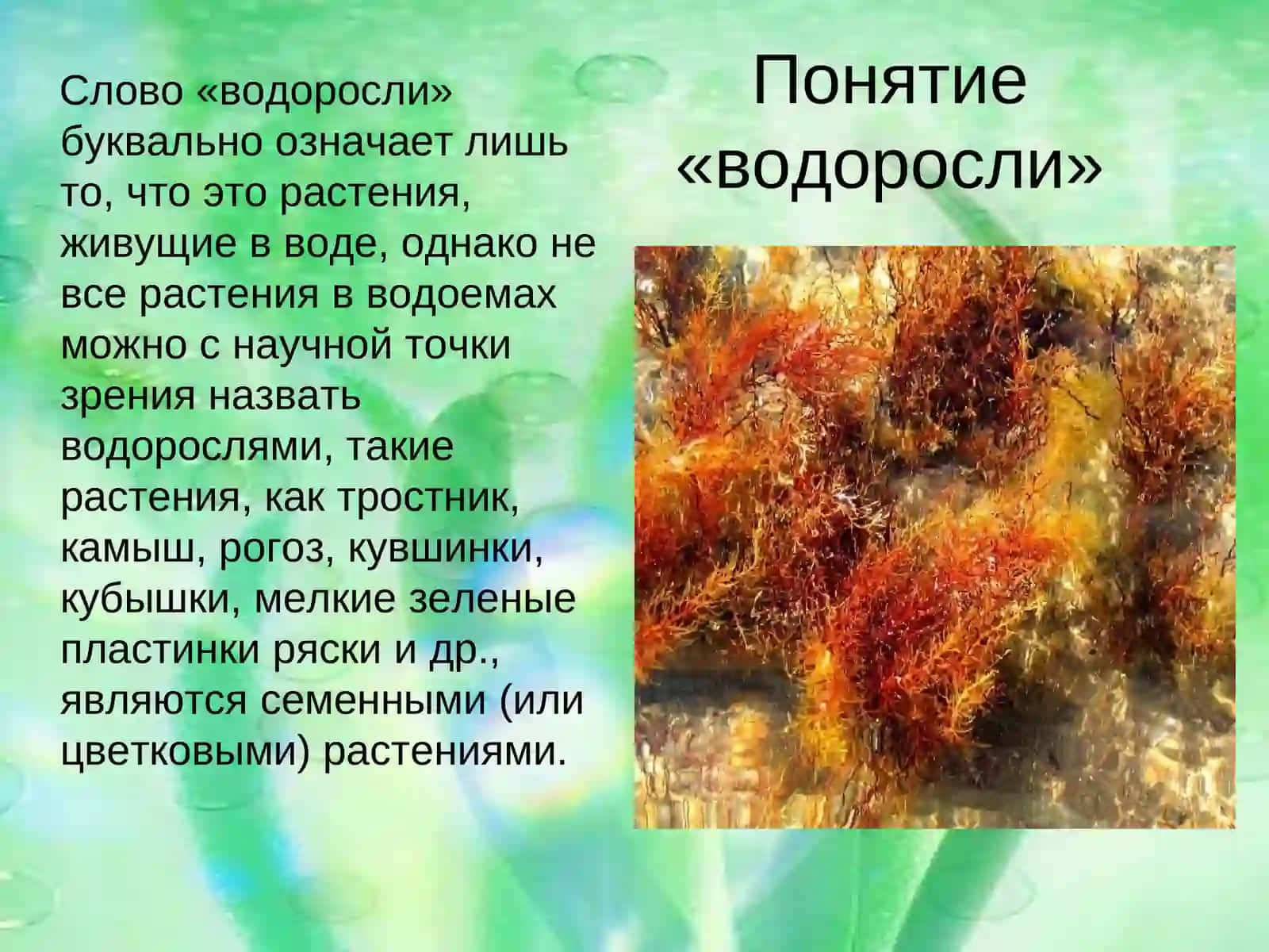 Водоросли 3