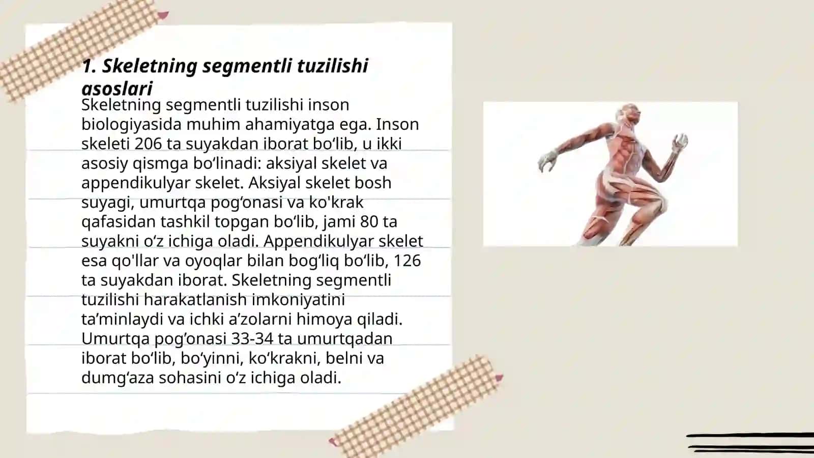 Skeletni segmentli tuzilishi va uning prinsiplari 3