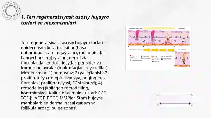 Teri regeneratsiyasi va transplantatsiyasi. Nazariy va klinik ahamiyati 3