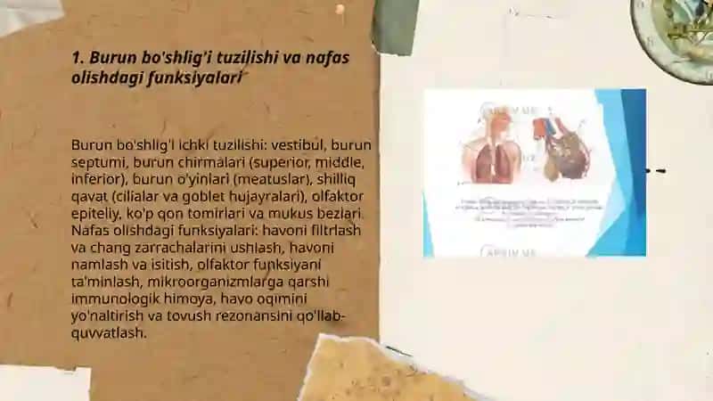 Nafas olish a'zolari tuzilishi va funksiyalari 3