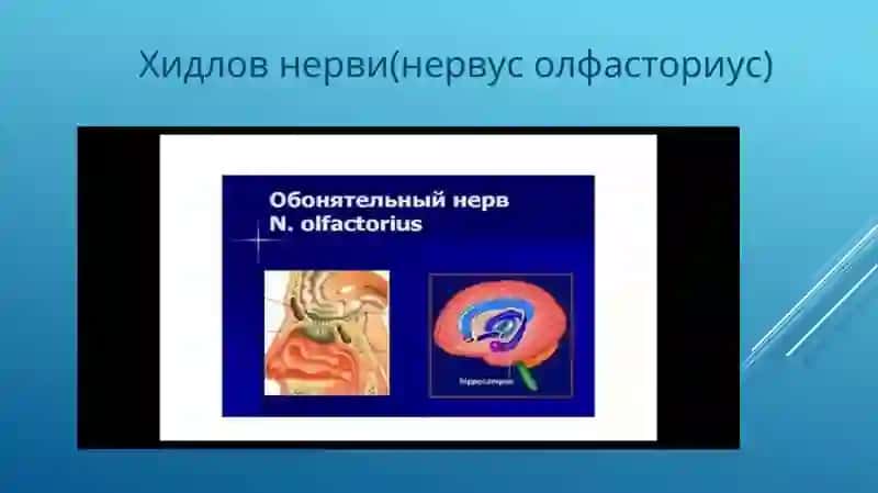 Ижуфт, ҳидлов нерви (nn. olfactorius) 3