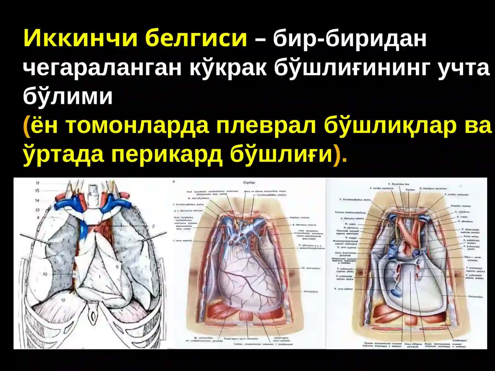 Ko‘kraksohasiningtopografikanatomiyasivaoperativxirurgiyasi 3