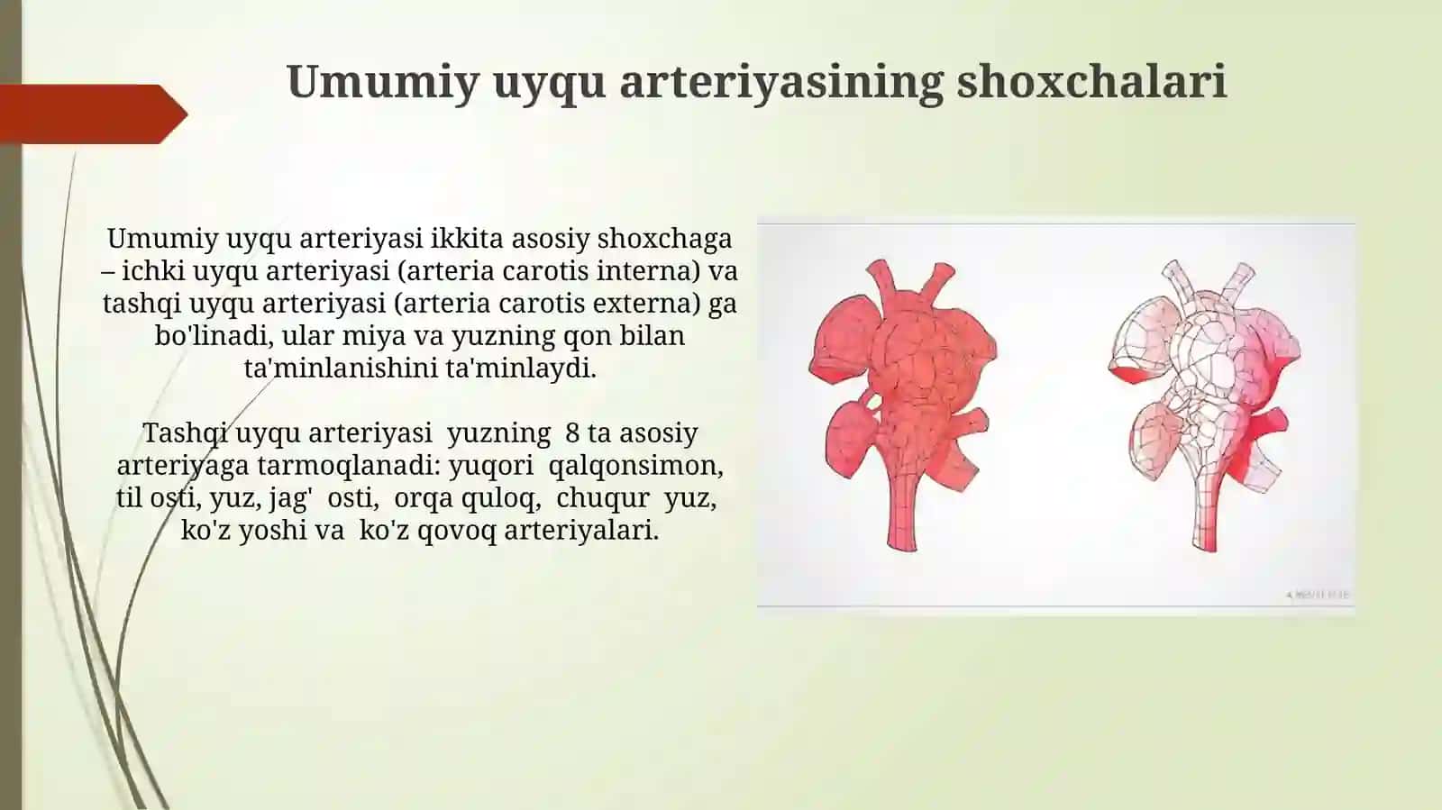 Umumiy va tashqi uyqu arteriyalari 3