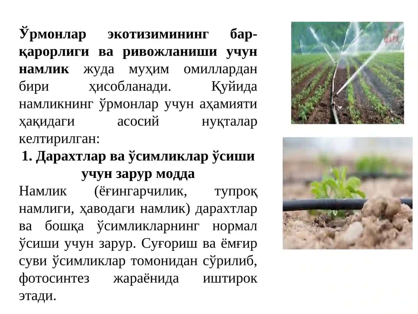 ЎРМОН ВА НАМЛИК 3