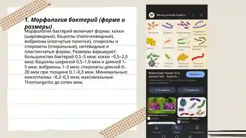 Морфология бактерий (форма и размеры) 3