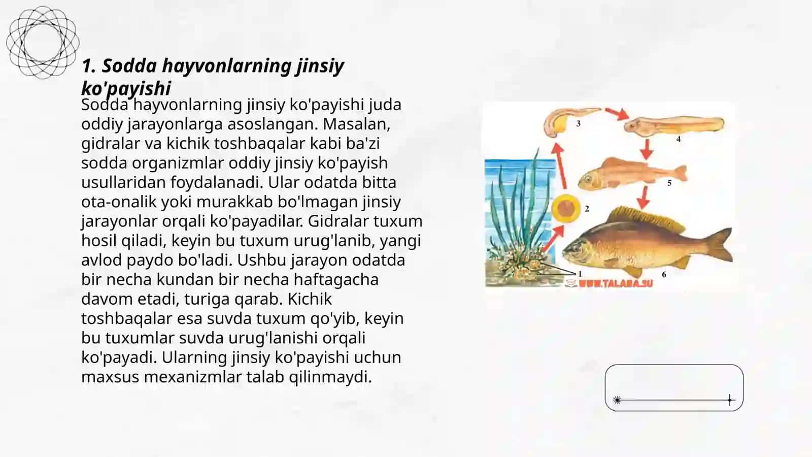 Sodda hayvonlarning ko'payish usullari 3