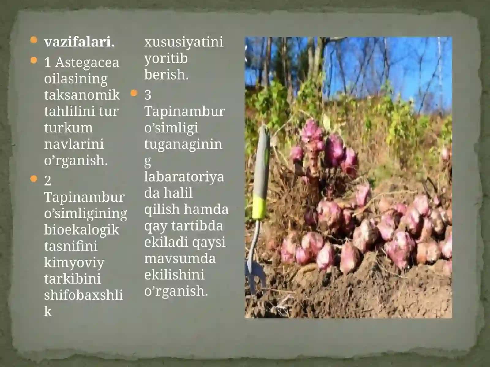 Yernoki(Topinambur)-Helianthustuberasustugaganligio`simligininglabaratoriyatahlili 3