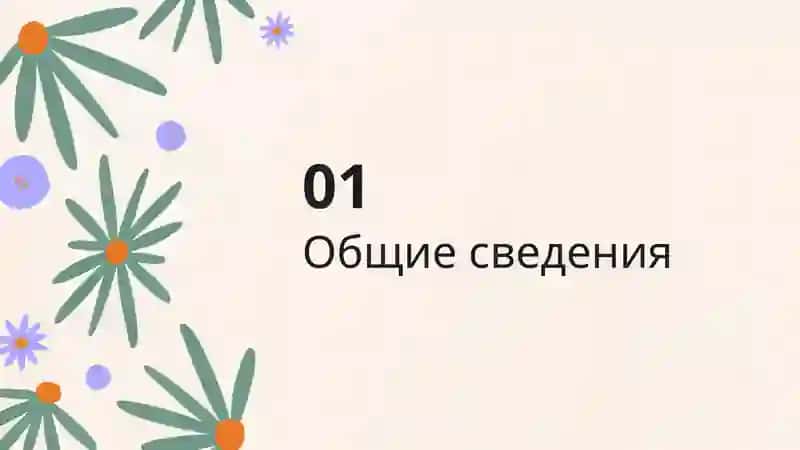 Эвгленовые водоросли 3