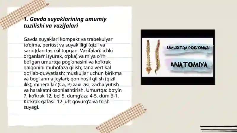 Anatomiya 3