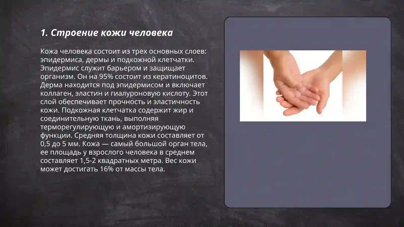 Строение и состав коже 3