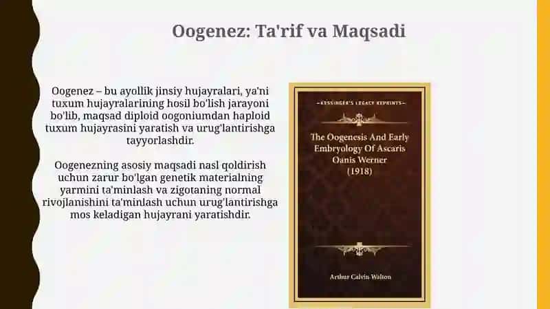 Ovogenez etaplari 3