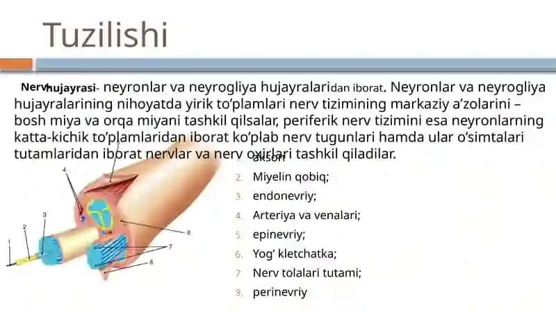 Markaziy nerv tizimi umumiy anatomiyasi 3