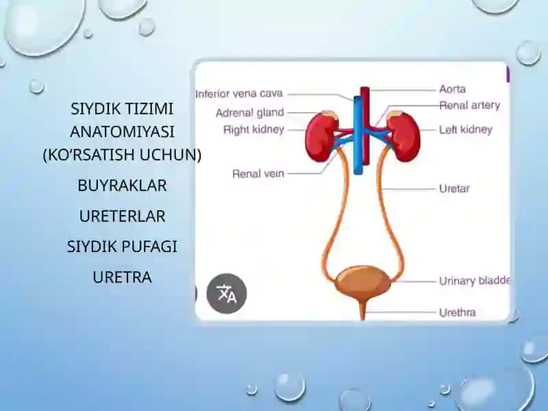 Siydik yo‘llari obstruksiyasi (SYO) 3