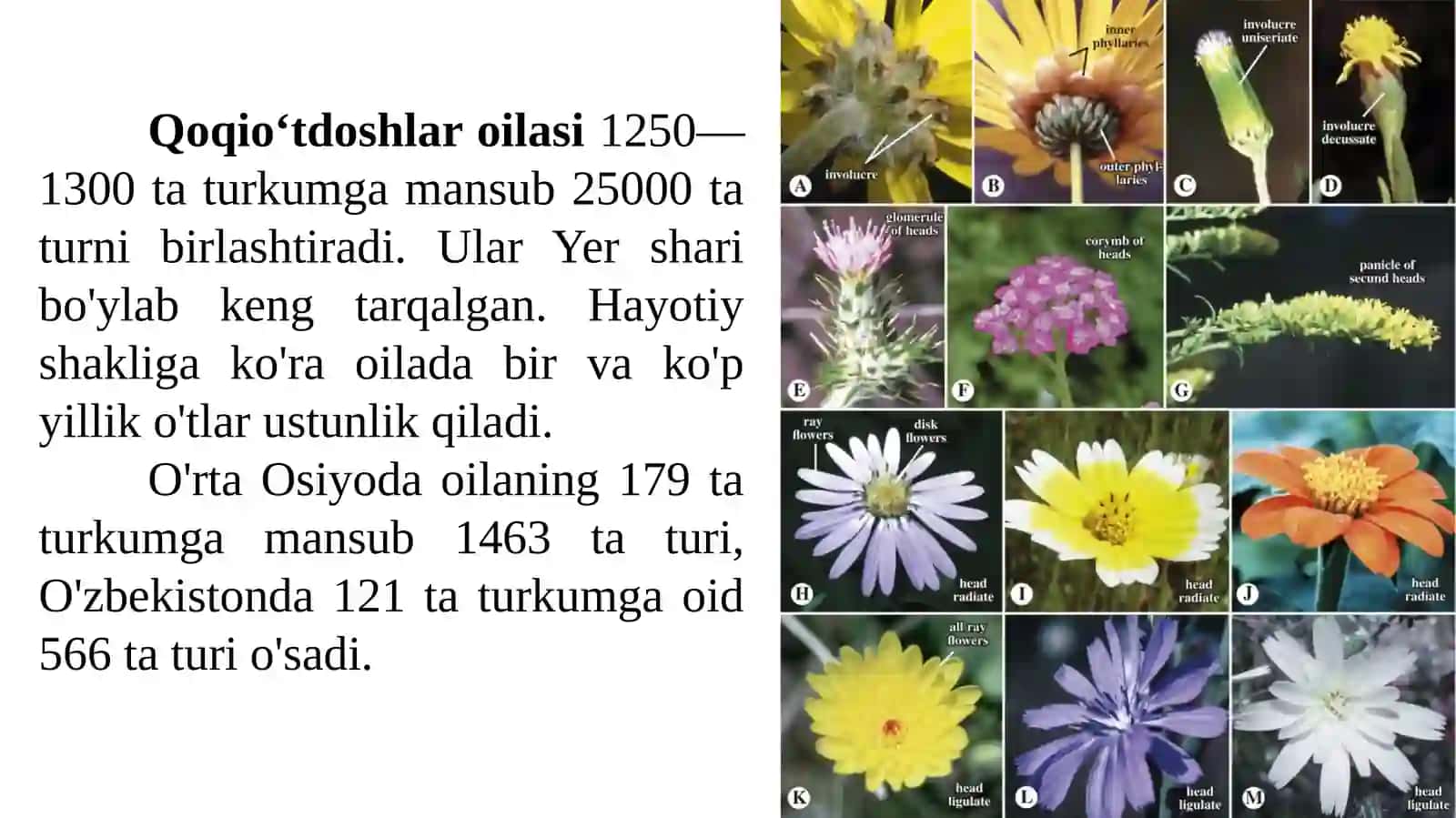 Qoqio'tdoshlar(murakkabguldoshlar) 3