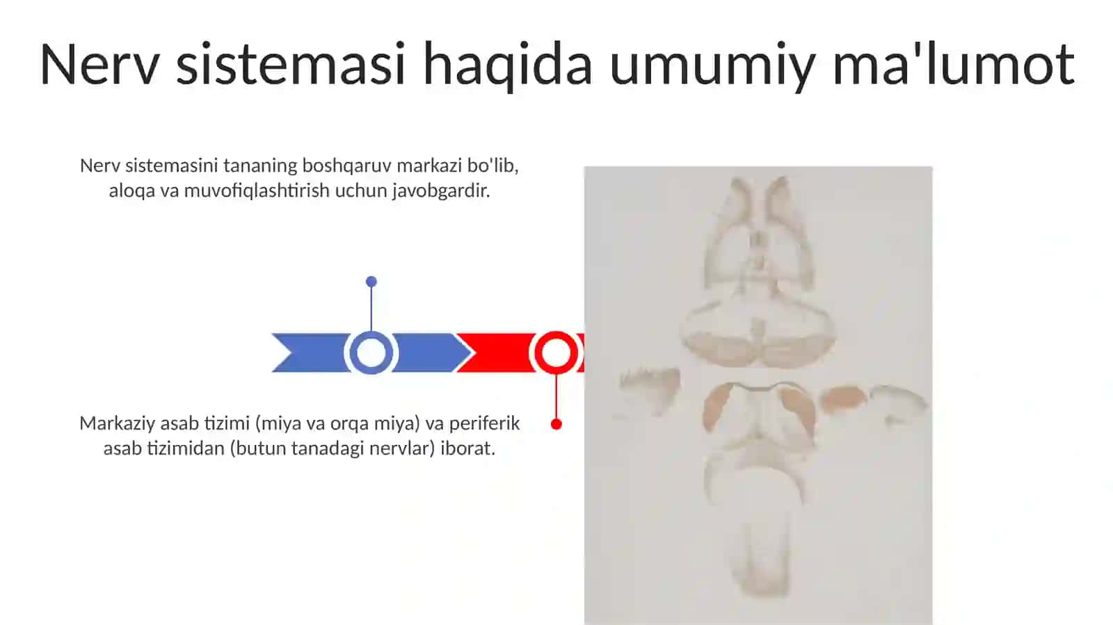 Asab tizimi 3