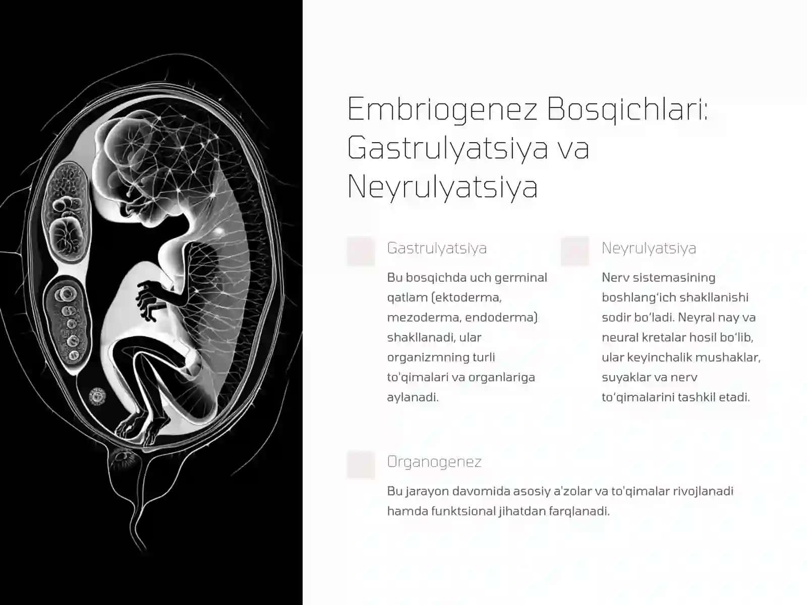 Odam Embriogenezining Qaltis Davrlari 3