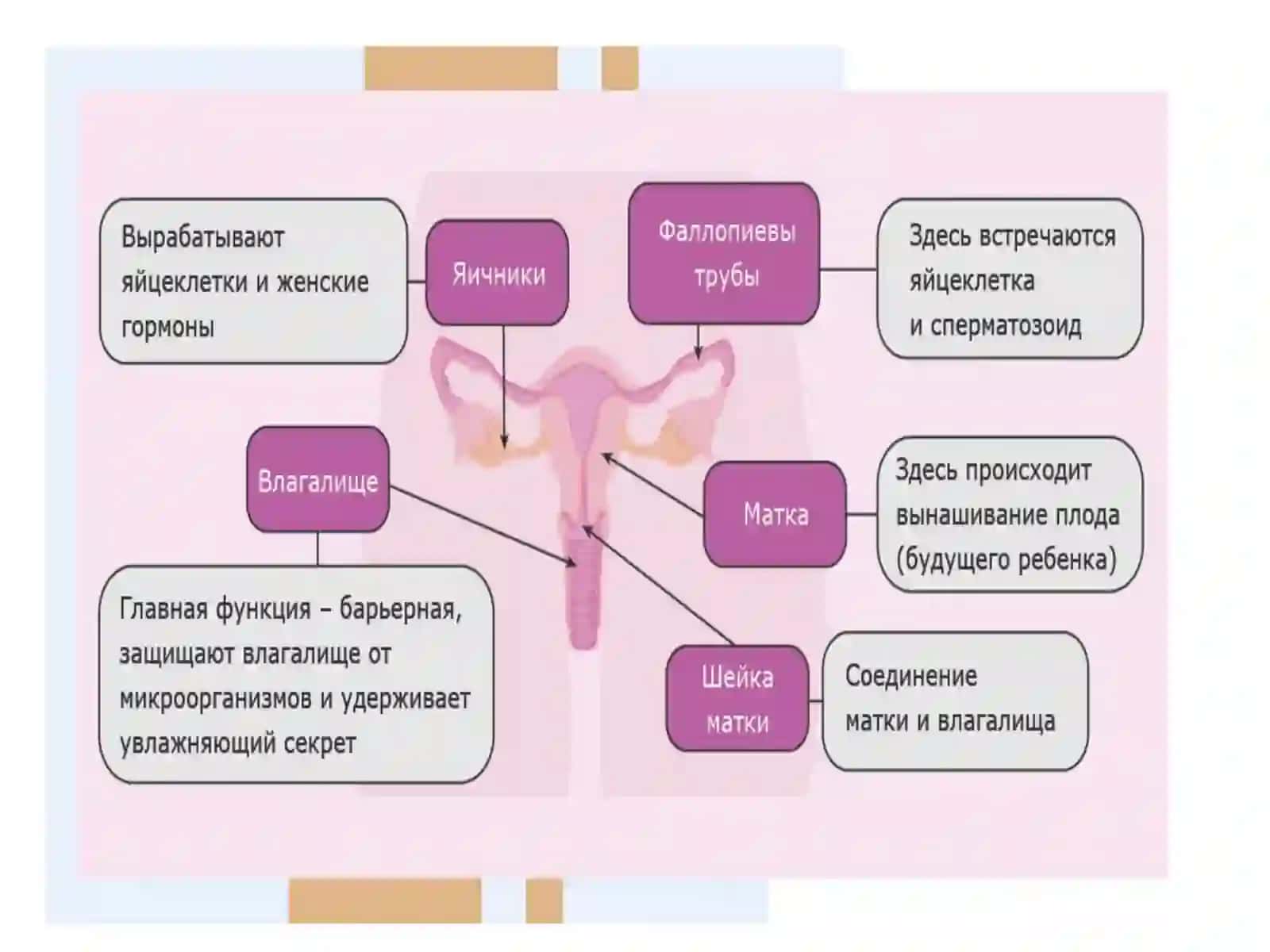 ЖЕНСКАЯ ПОЛОВАЯ СИСТЕМА 3