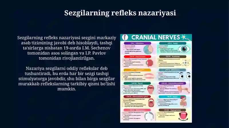 Sezgilarning reflektor va retseptor nazariyalari 3