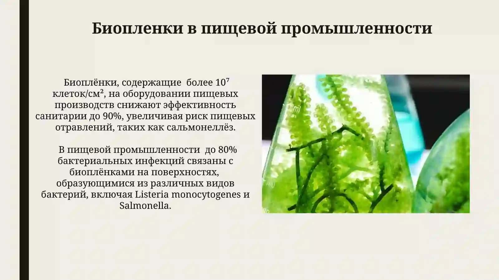 Образование бактериальной биопленки. Его практическое значение 3