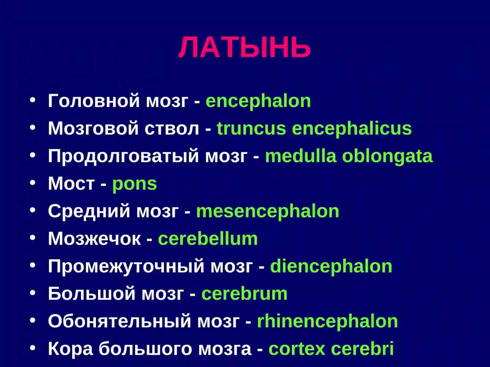 ГОЛОВНОЙ МОЗГ.СТВОЛ МОЗГА 3