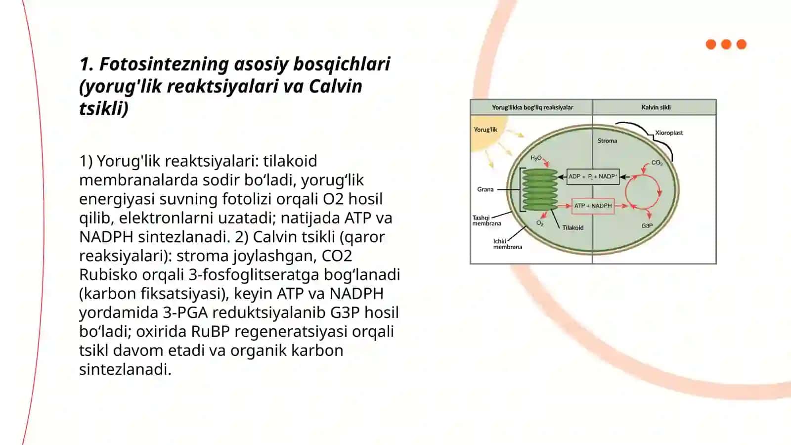 Fotosintez va mahsuldorlik 3