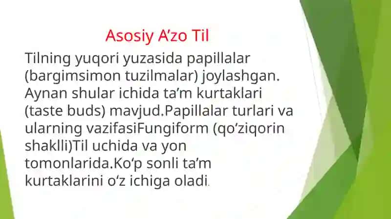 Ta’m Bilish Azolarining Funksional Anatomiyasi 3
