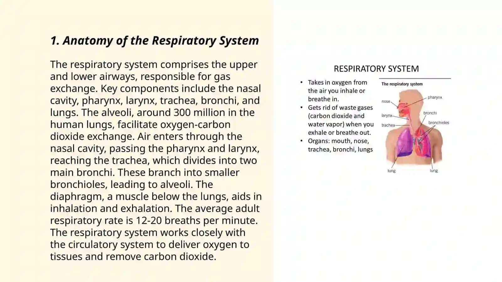Respiratory System 3
